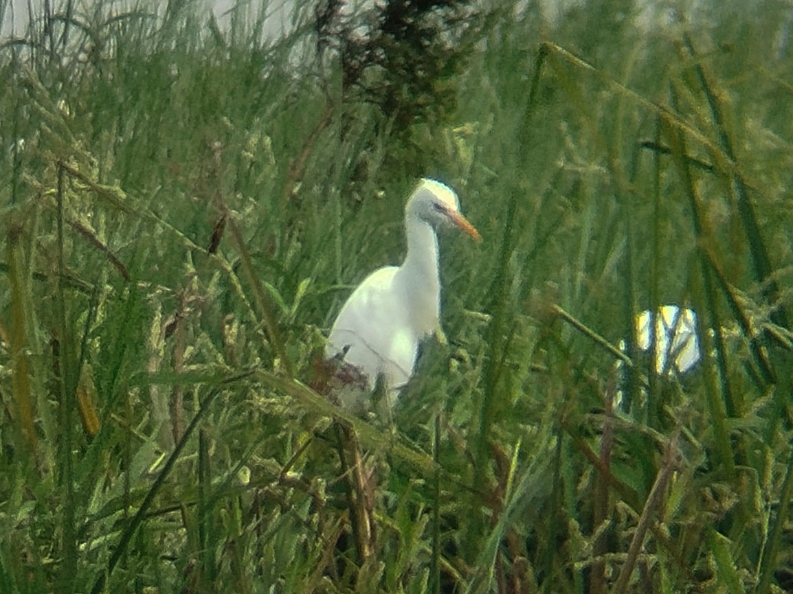 Eastern Cattle-Egret - ML647825341