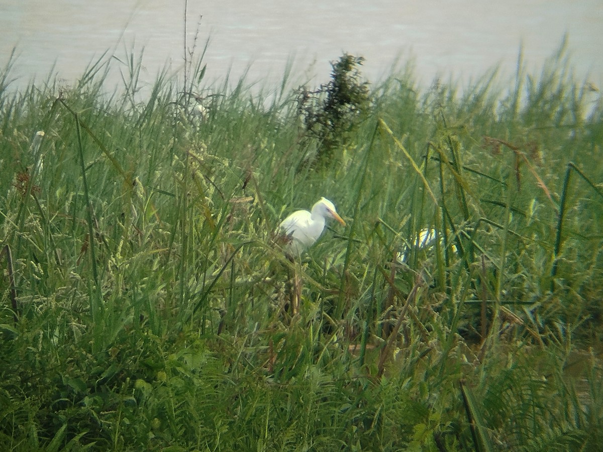 Eastern Cattle-Egret - ML647825342