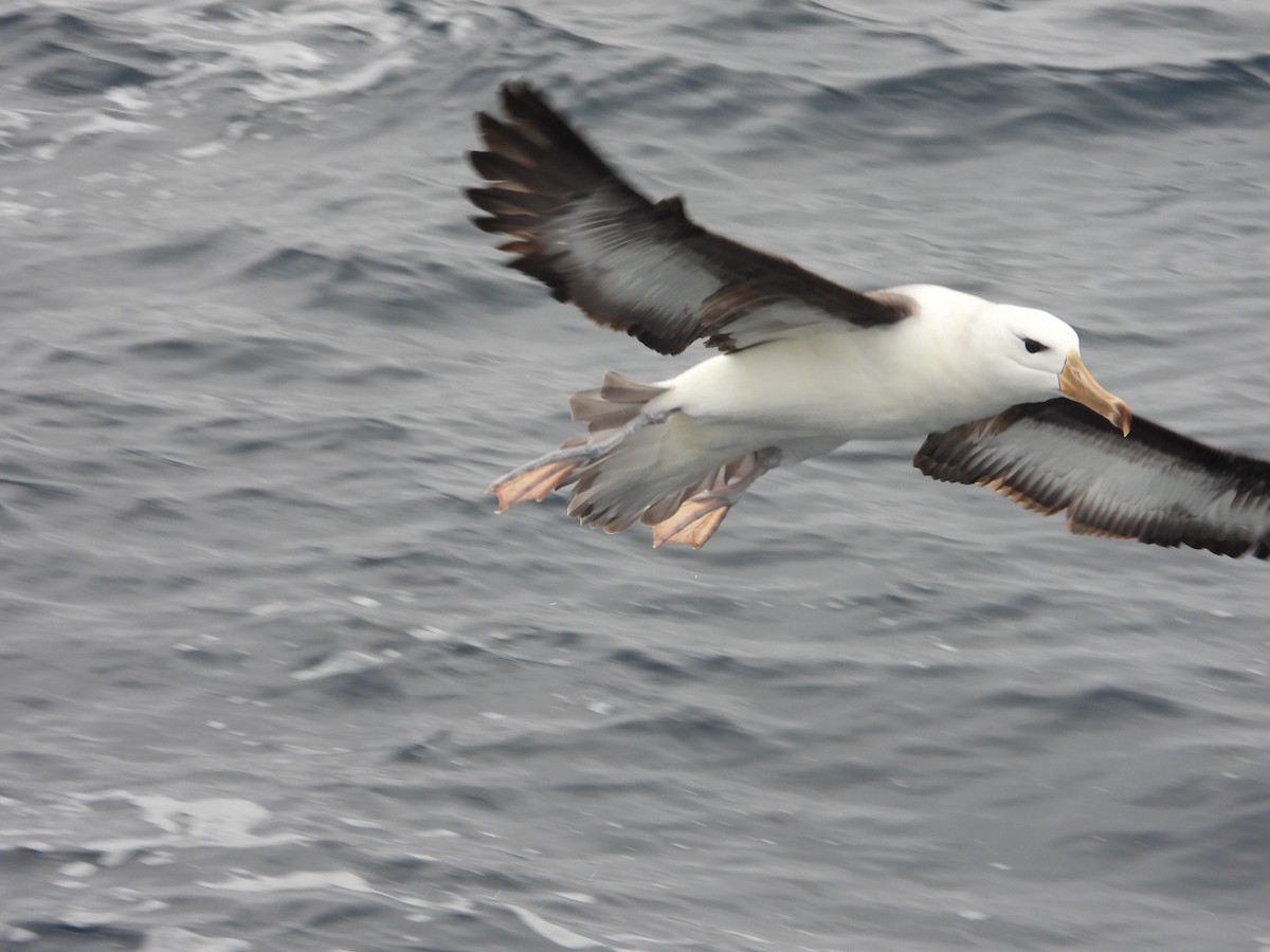 Black-browed Albatross - ML647825343