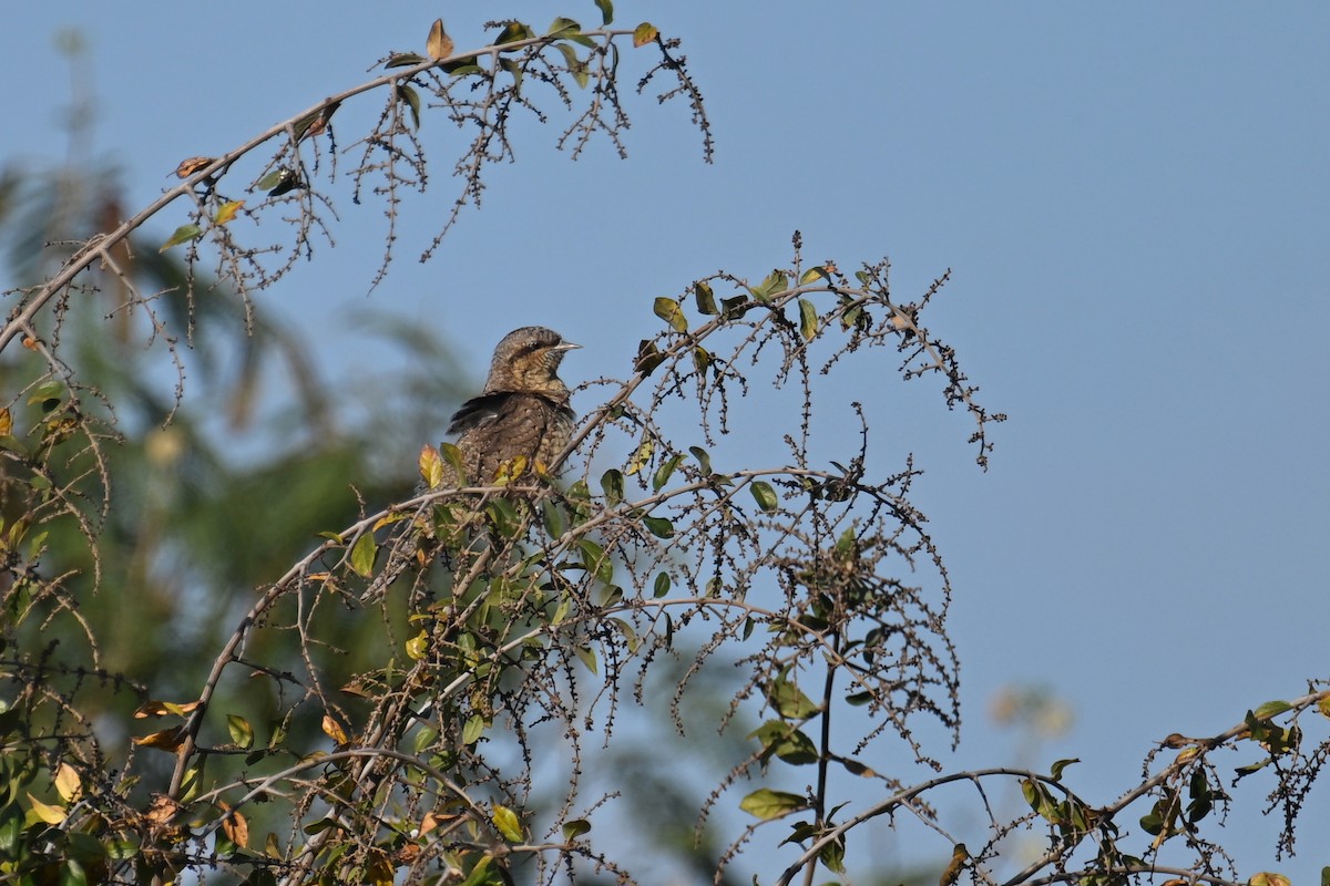 Eurasian Wryneck - ML647825345