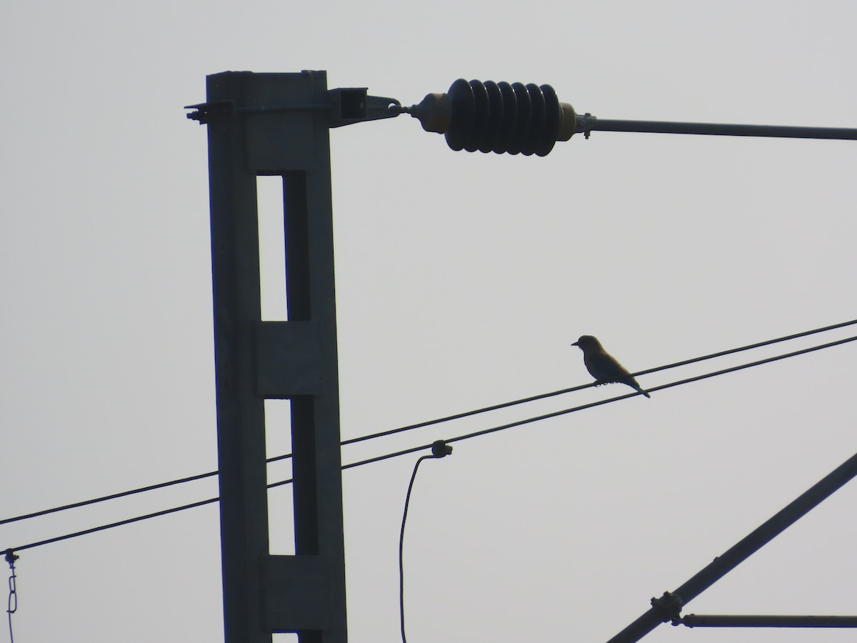 Indian Roller - ML647825346