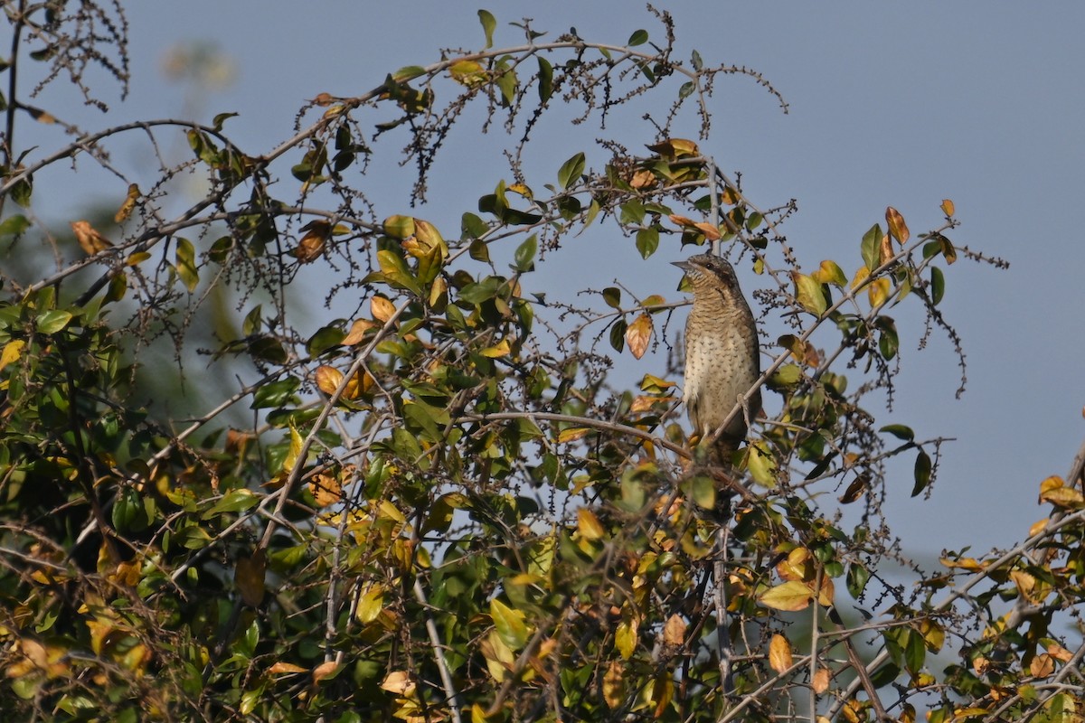 Eurasian Wryneck - ML647825347