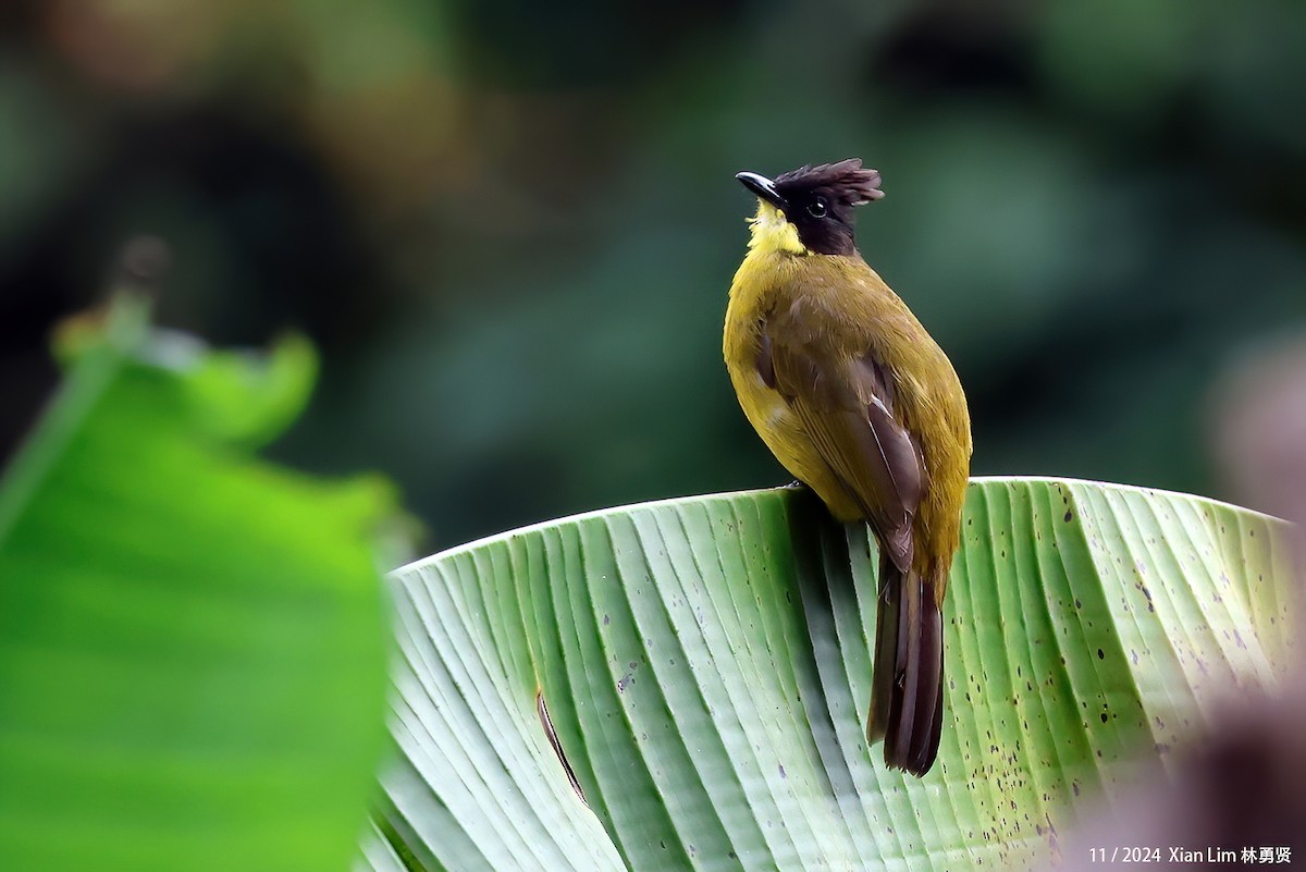 Bornean Bulbul - ML647825349