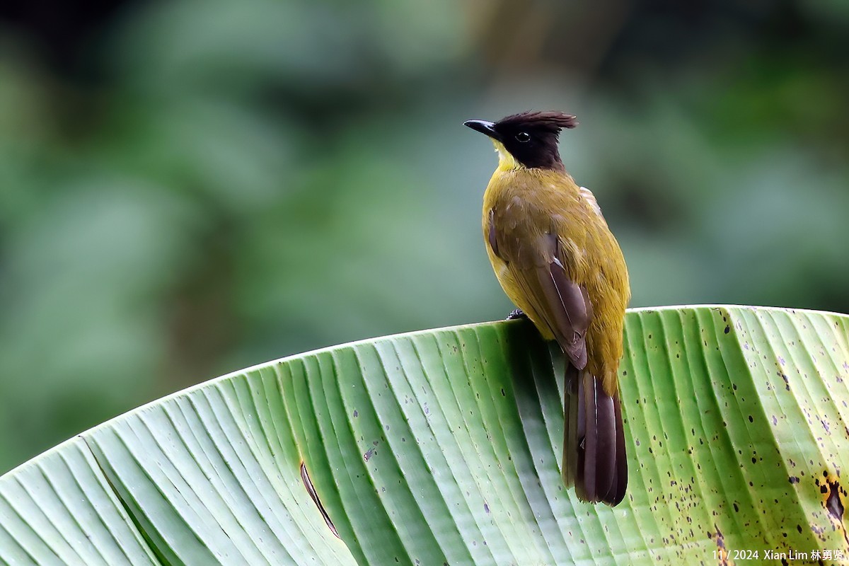 Bornean Bulbul - ML647825350