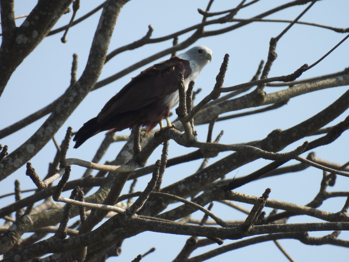 Brahminy Kite - ML647825351