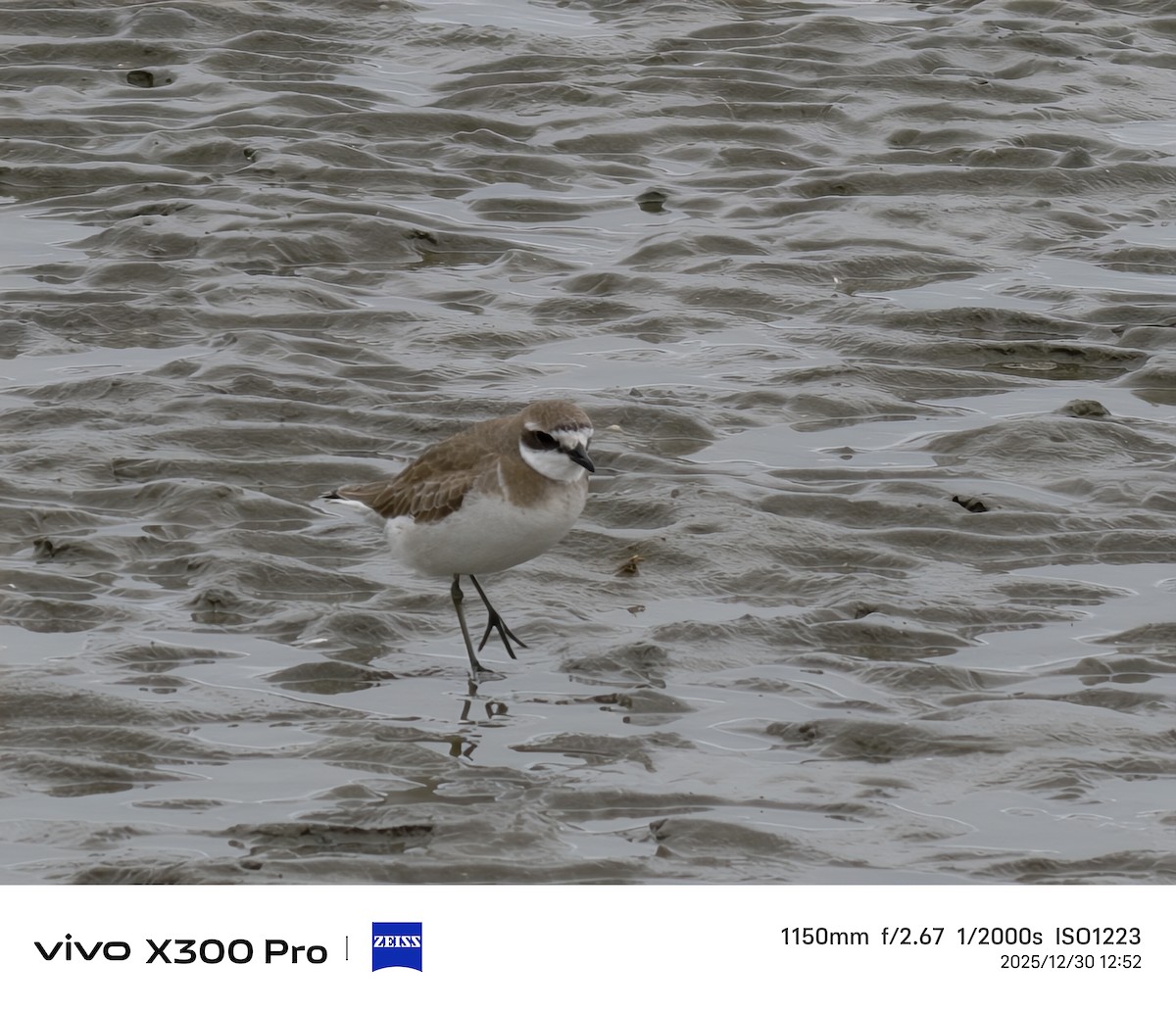 Siberian Sand-Plover - ML647825352