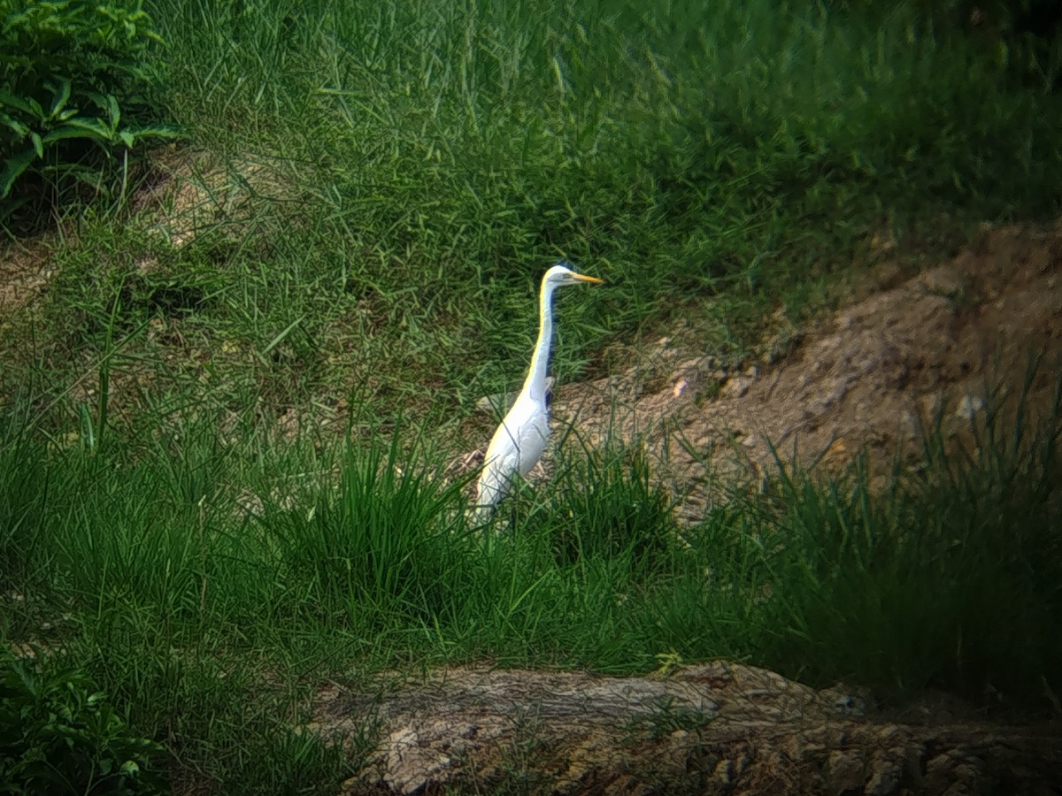 Medium Egret - ML647825354