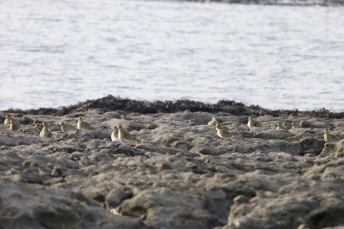 European Golden-Plover - ML647825356
