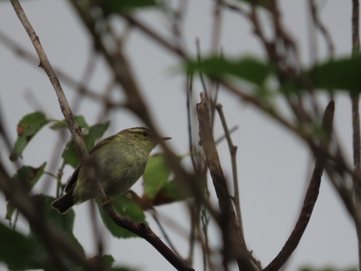 Phylloscopus sp. - ML647825357