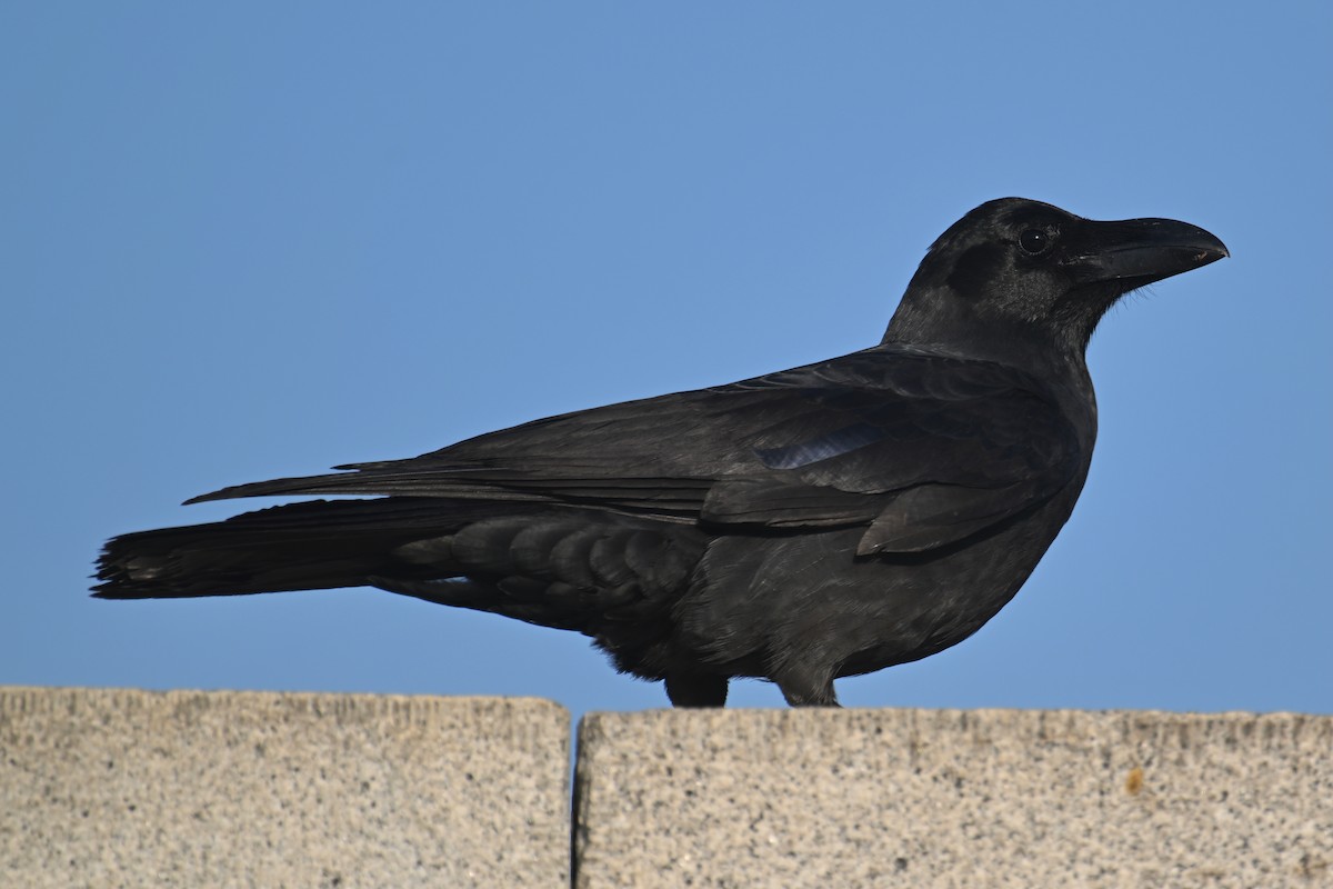 Large-billed Crow - ML647825358