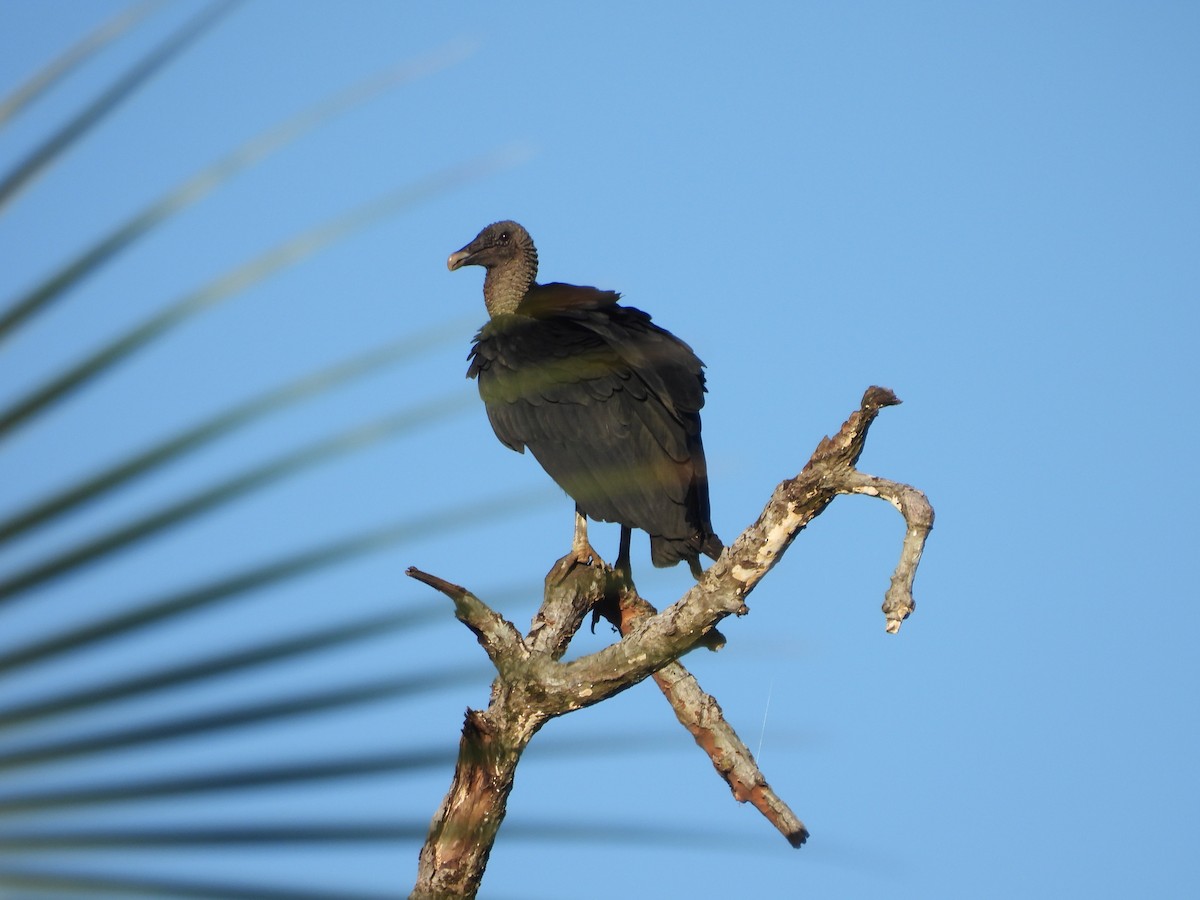 Black Vulture - ML647825359