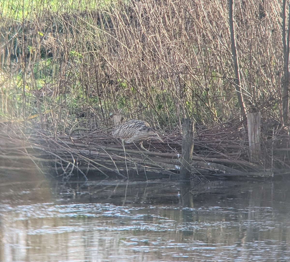 Eurasian Bittern - ML647825362