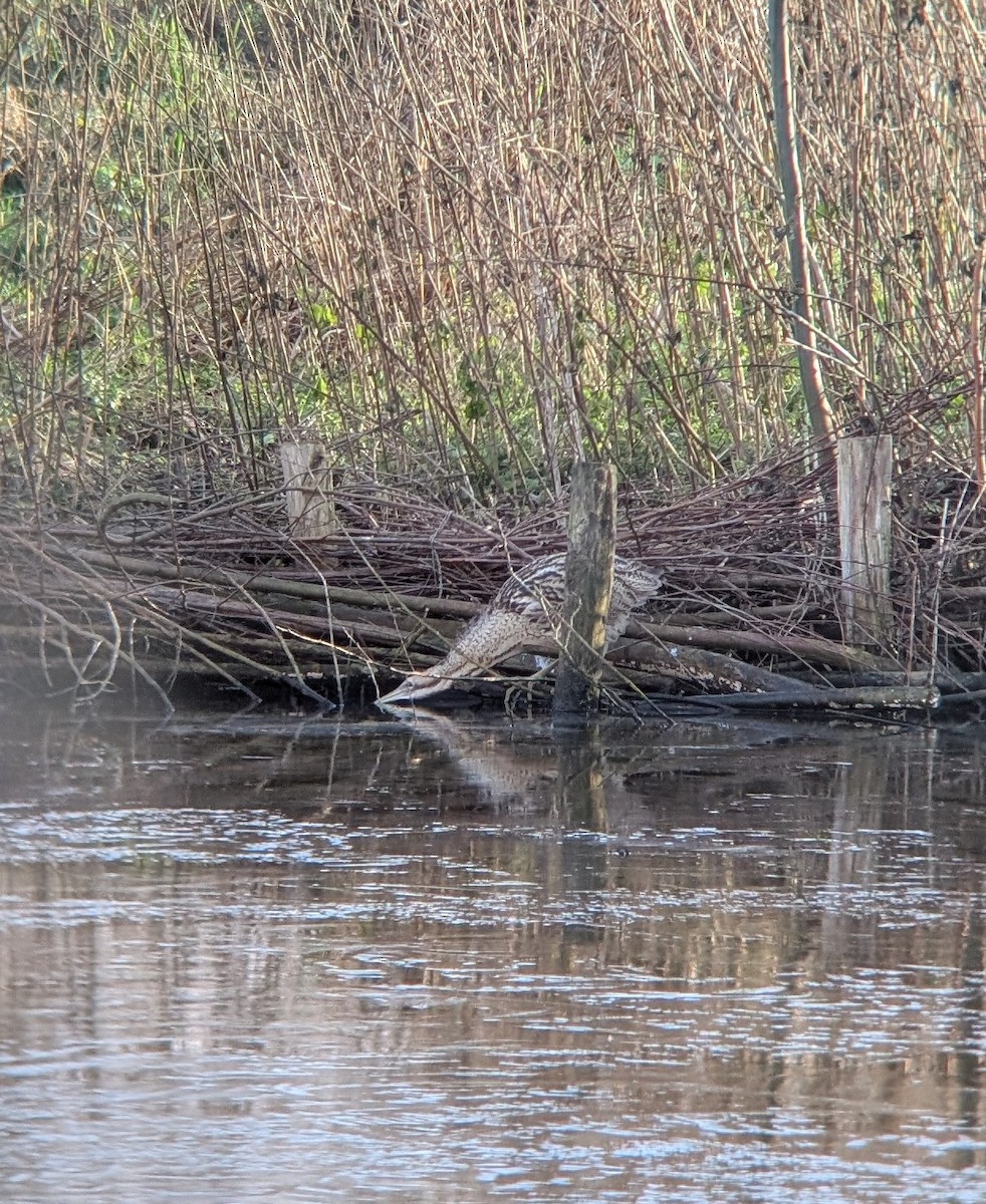 Eurasian Bittern - ML647825363