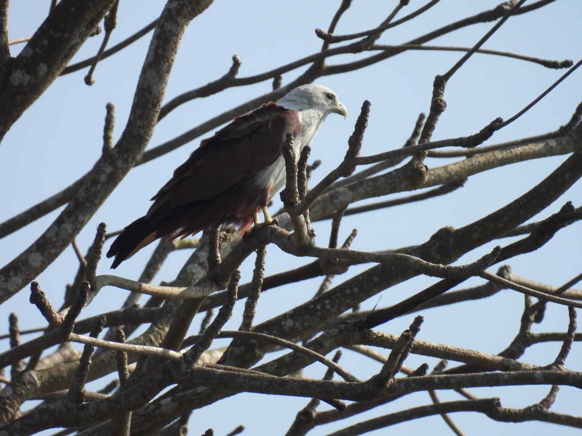Brahminy Kite - ML647825364