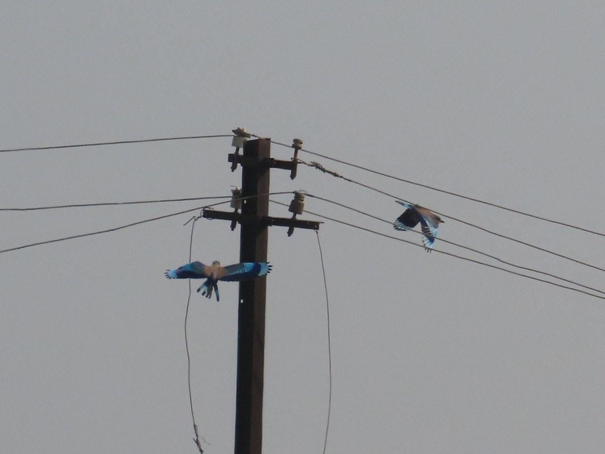 Indian Roller - ML647825365