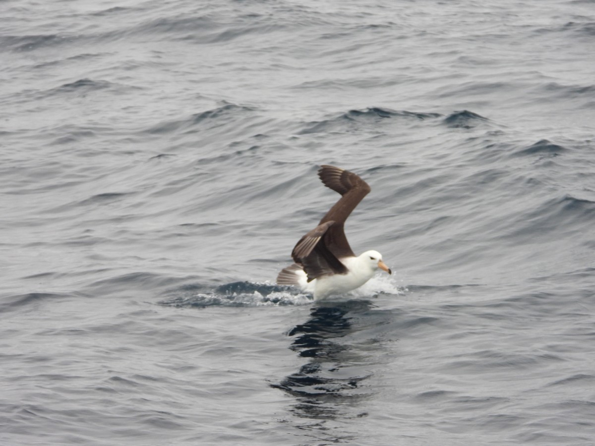 Black-browed Albatross - ML647825366