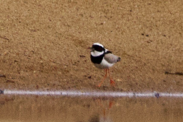 Pied Plover - ML647825367