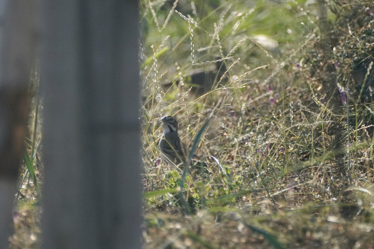 Lark Sparrow - ML647825370