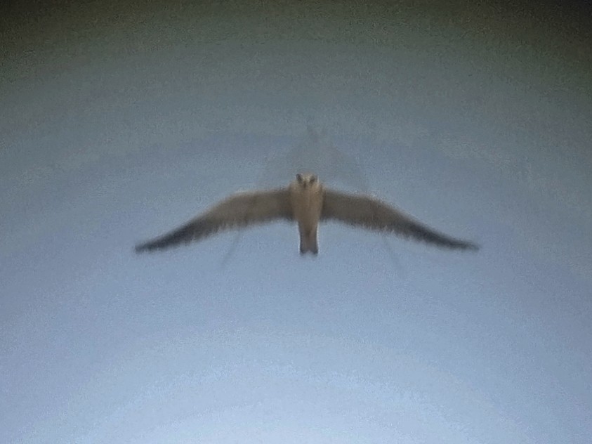 Black-winged Kite - ML647825371