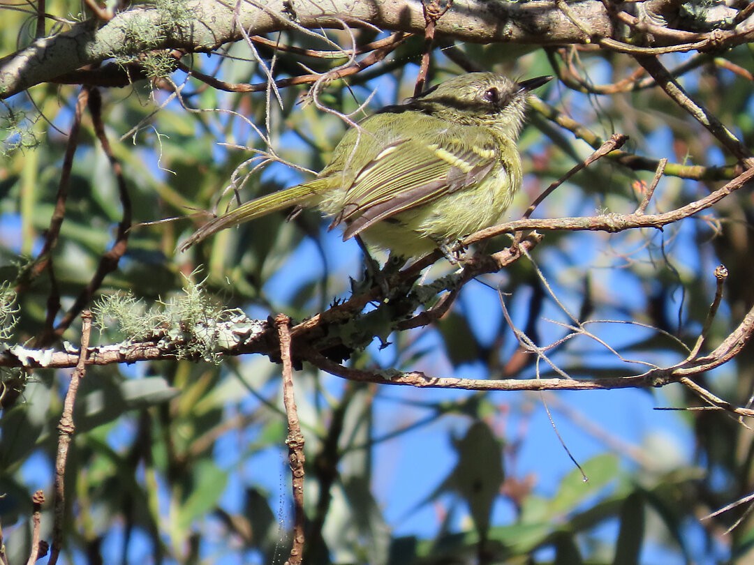 Mottle-cheeked Tyrannulet - ML647825372