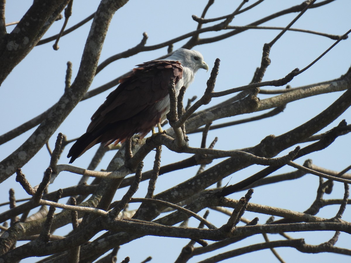 Brahminy Kite - ML647825374