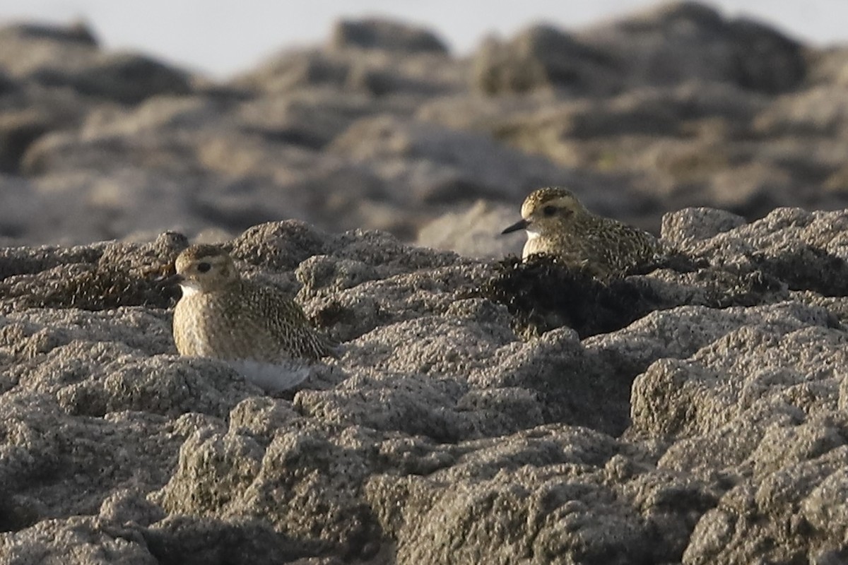 European Golden-Plover - ML647825377