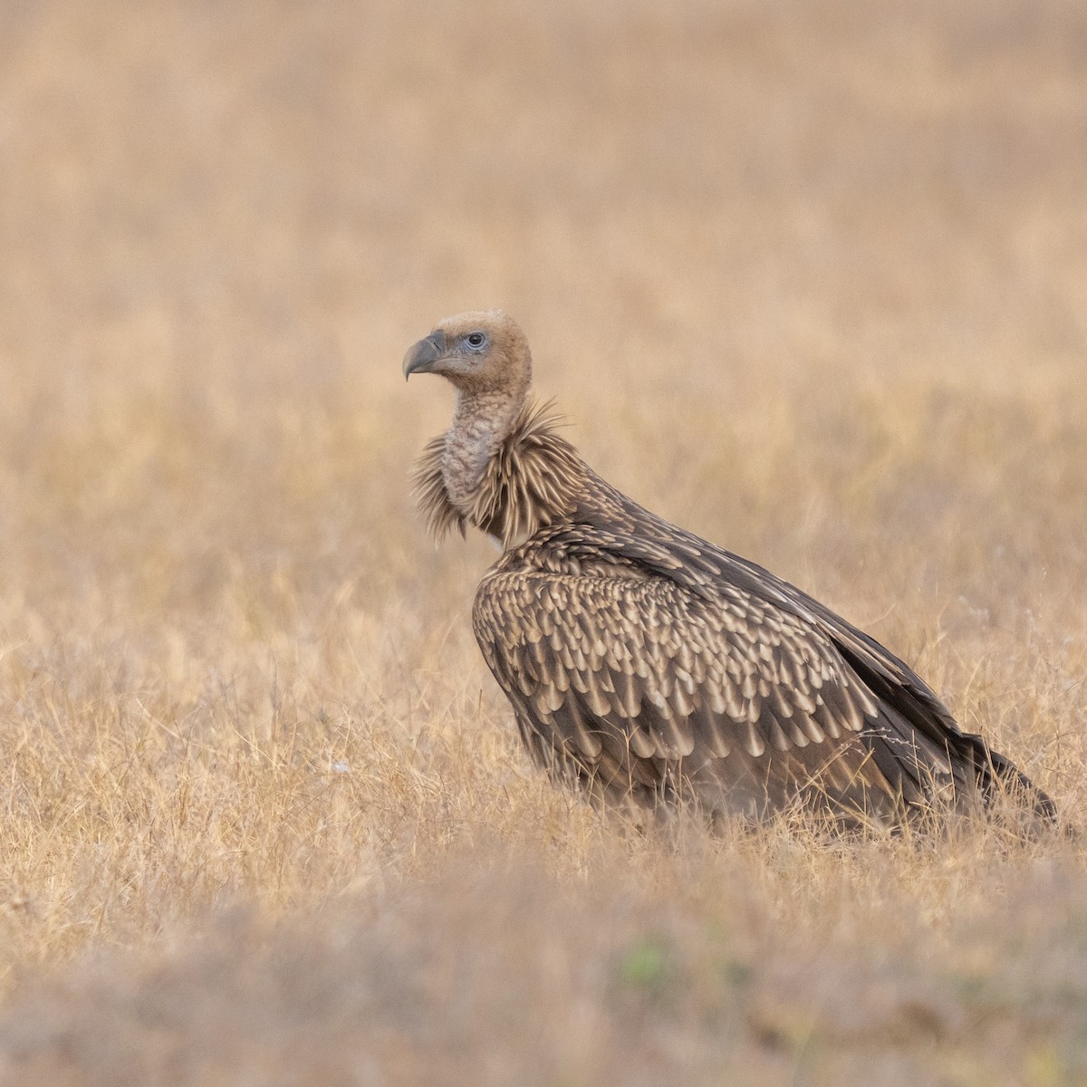 נשר הימלאיה - ML647825391
