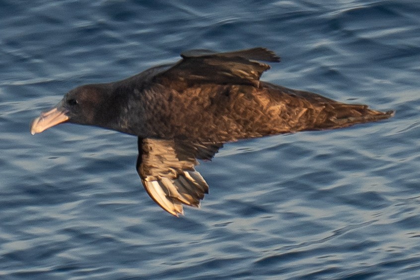 sørkjempepetrell - ML647825416