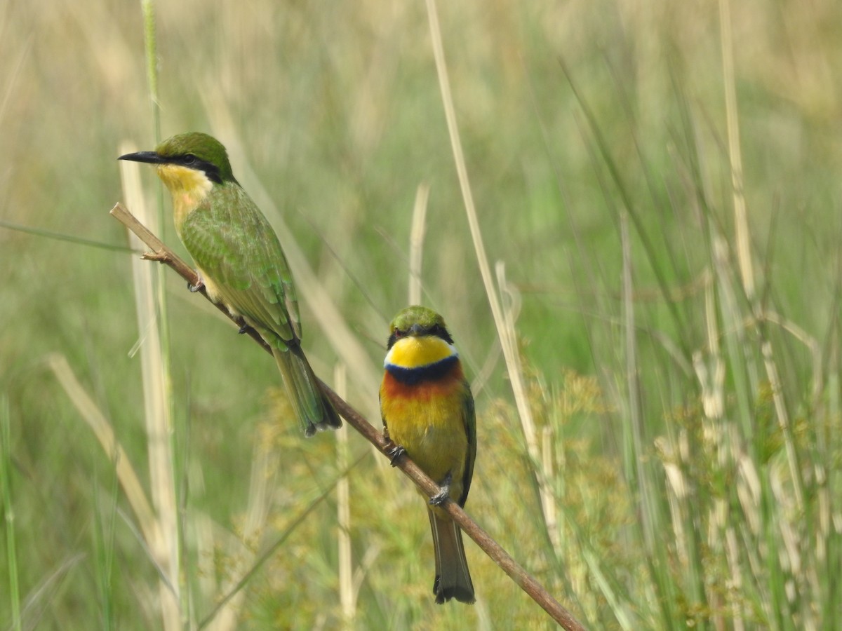Blue-breasted Bee-eater - ML647825430