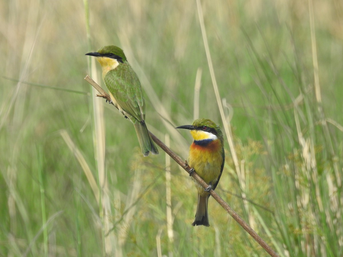Blue-breasted Bee-eater - ML647825432