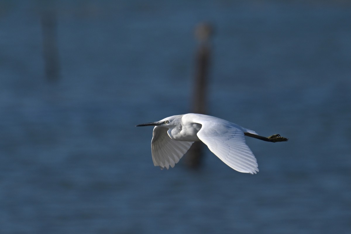 Chinese Egret - ML647825457