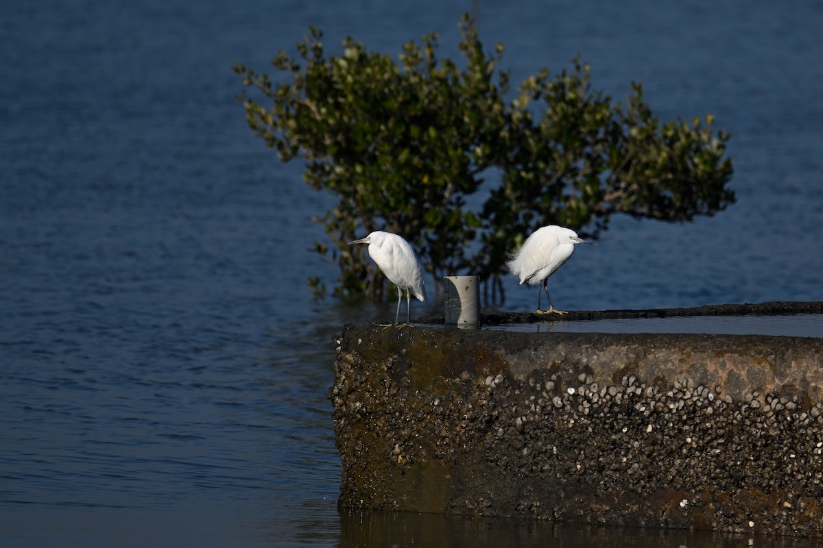 Chinese Egret - ML647825459