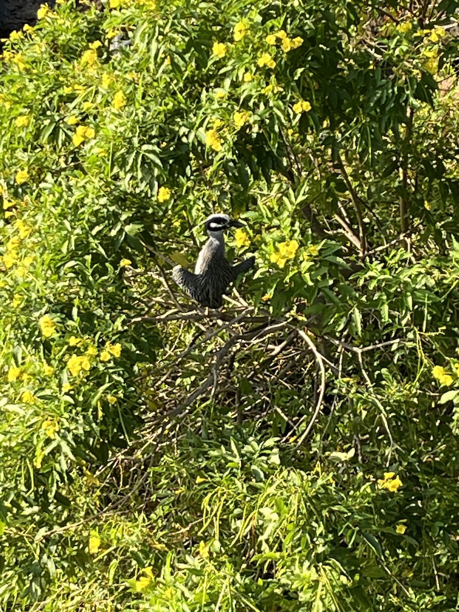 אנפת לילה צהובת-כיפה - ML647825464