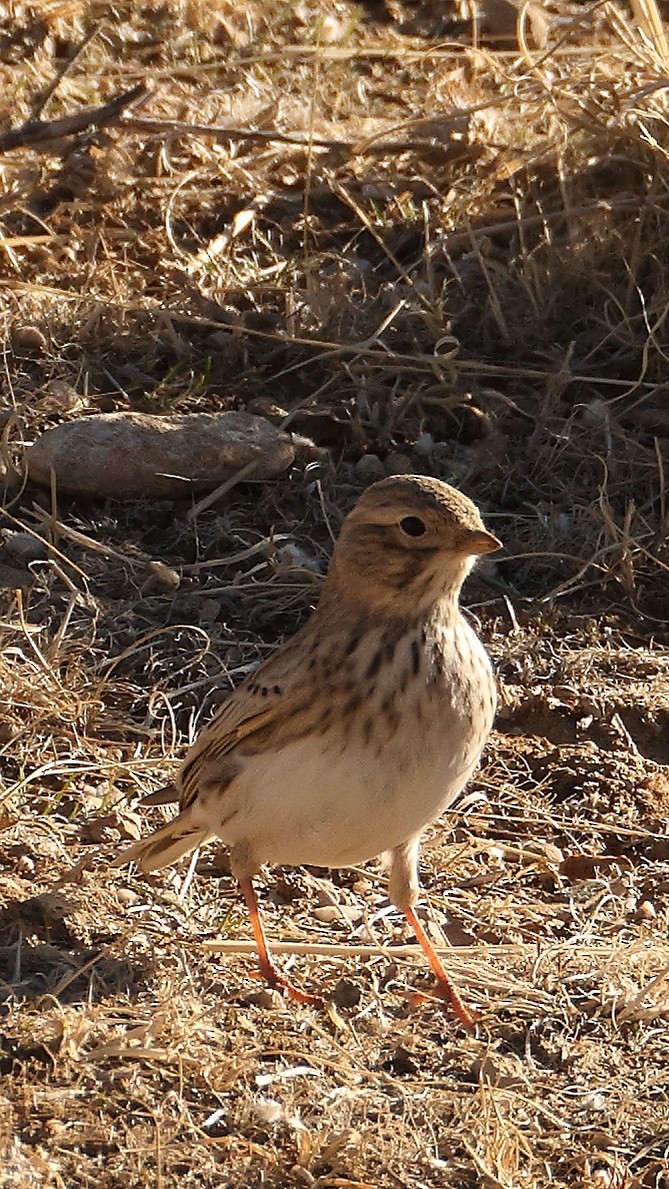 Жайворонок сірий - ML647825486