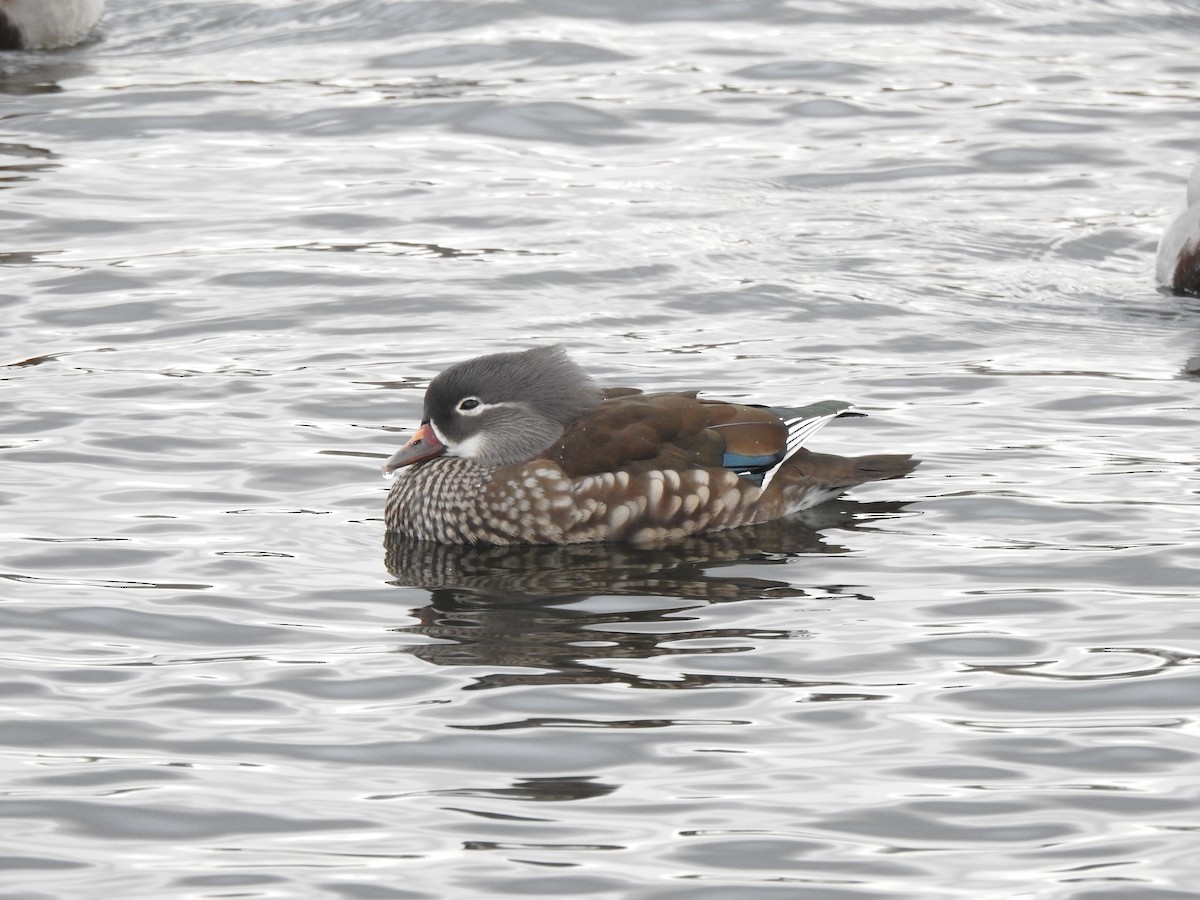 Mandarin Duck - ML647825491