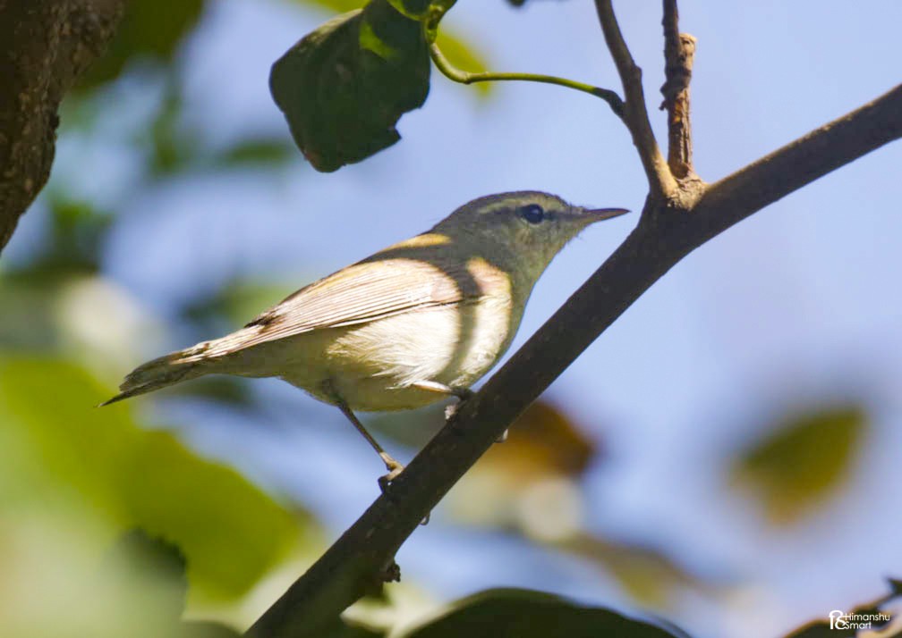 østsanger - ML647825506