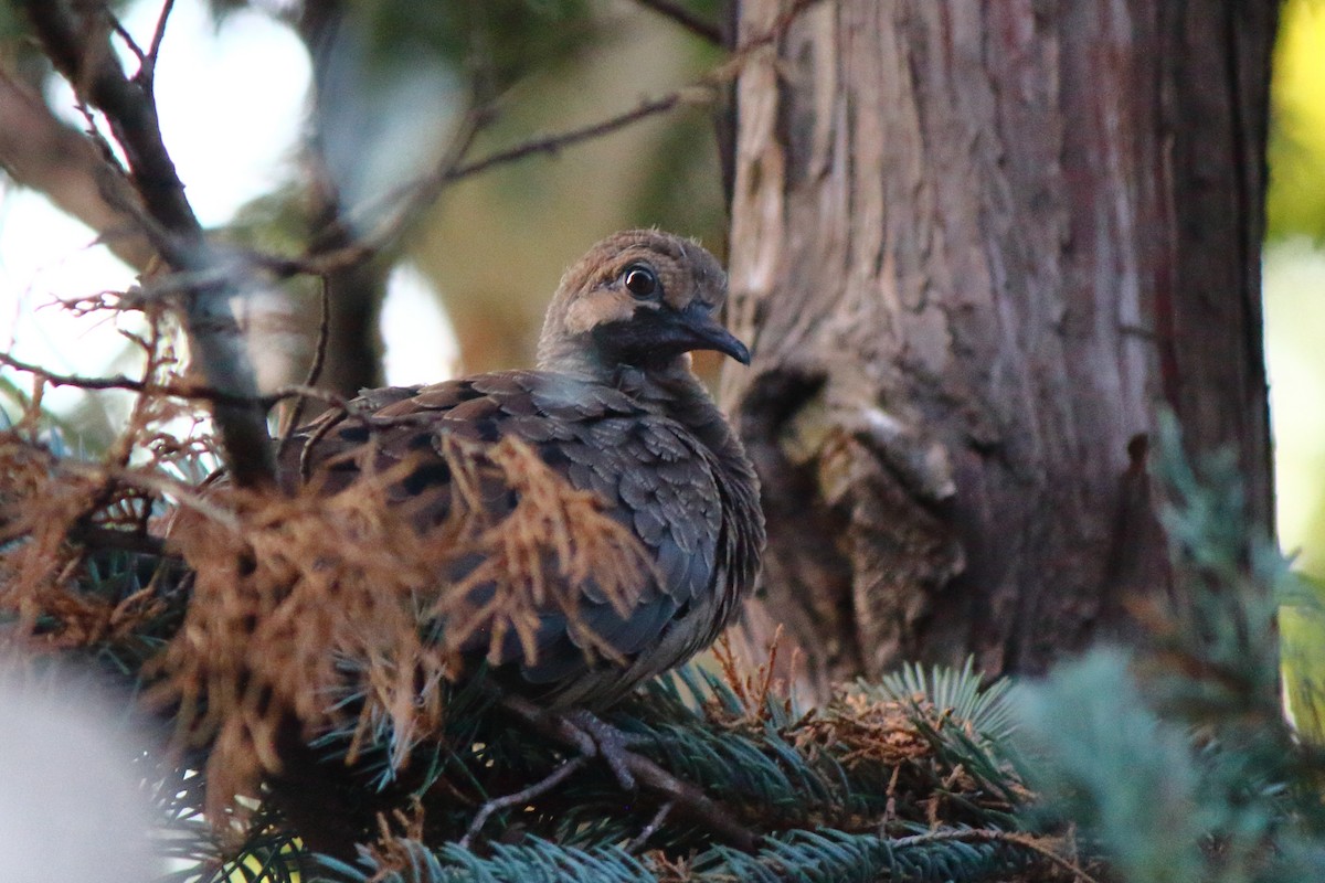 Zenaida Huilota - ML647825580