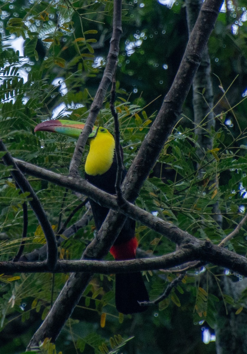Keel-billed Toucan - ML647825583
