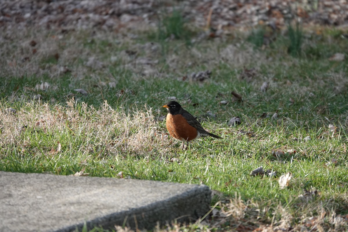American Robin - ML647825584