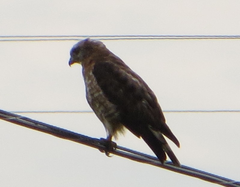 Канюк ширококрилий - ML647825597