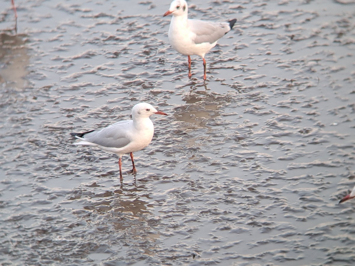 Морской голубок - ML647825611