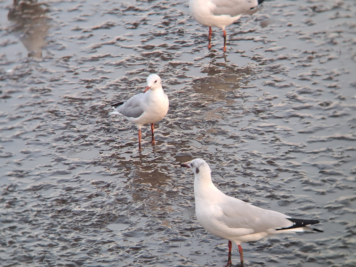 Морской голубок - ML647825612