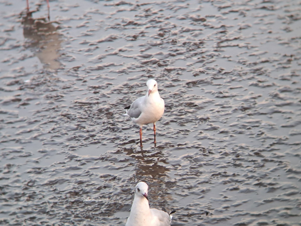 Морской голубок - ML647825613