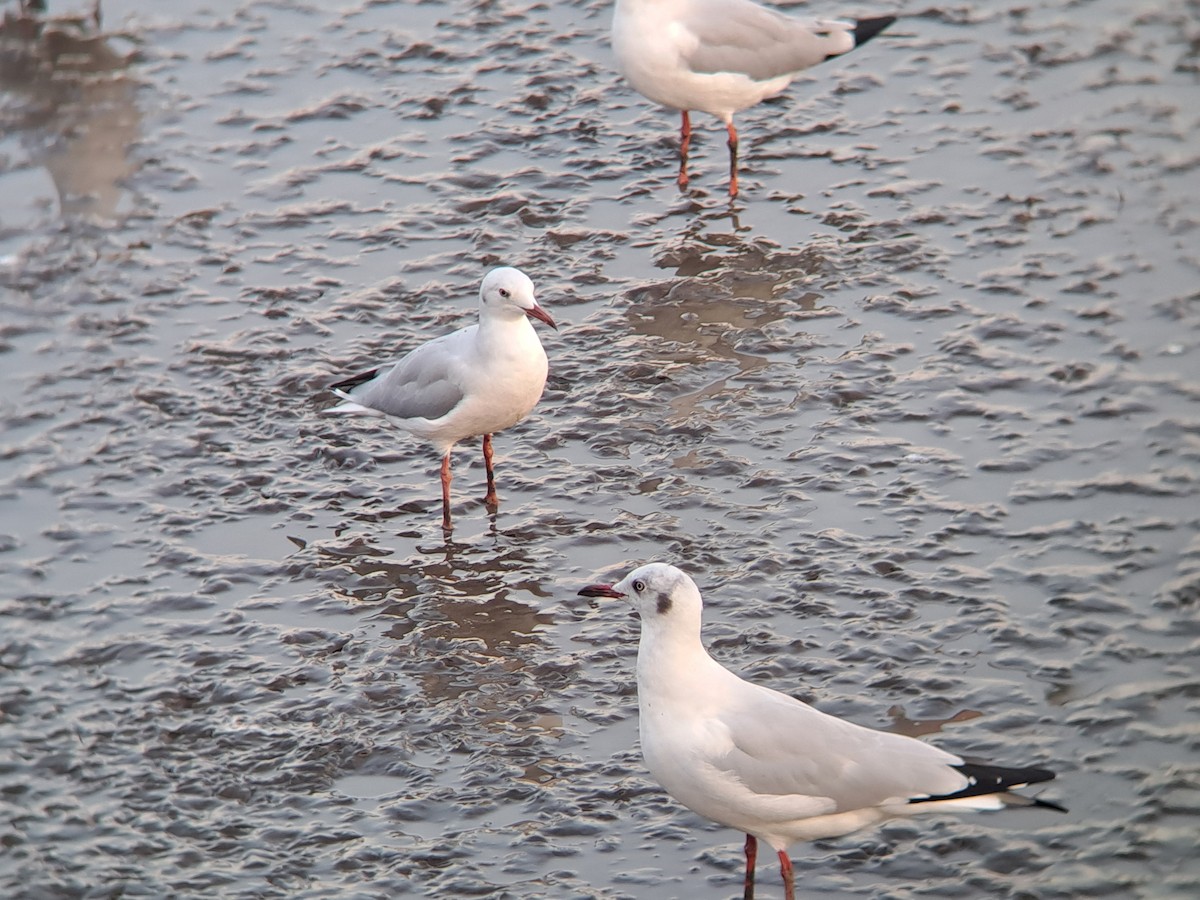 Морской голубок - ML647825614