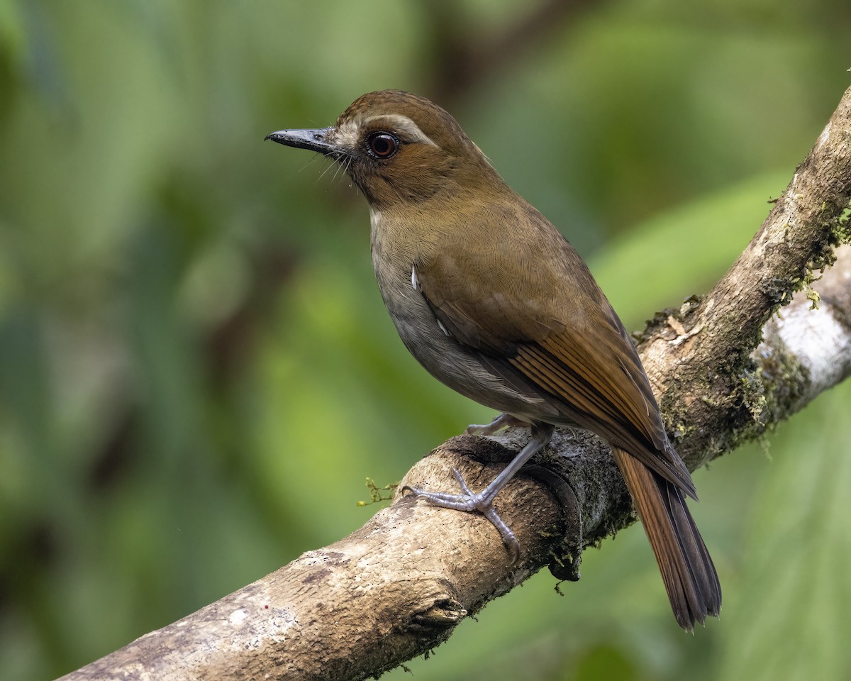 Eyebrowed Jungle Flycatcher - ML647825624
