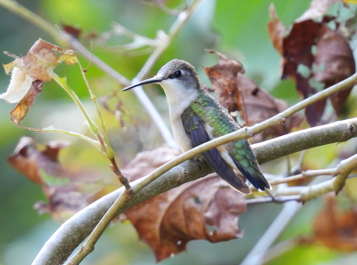 Рубиновогорлый колибри - ML647825641