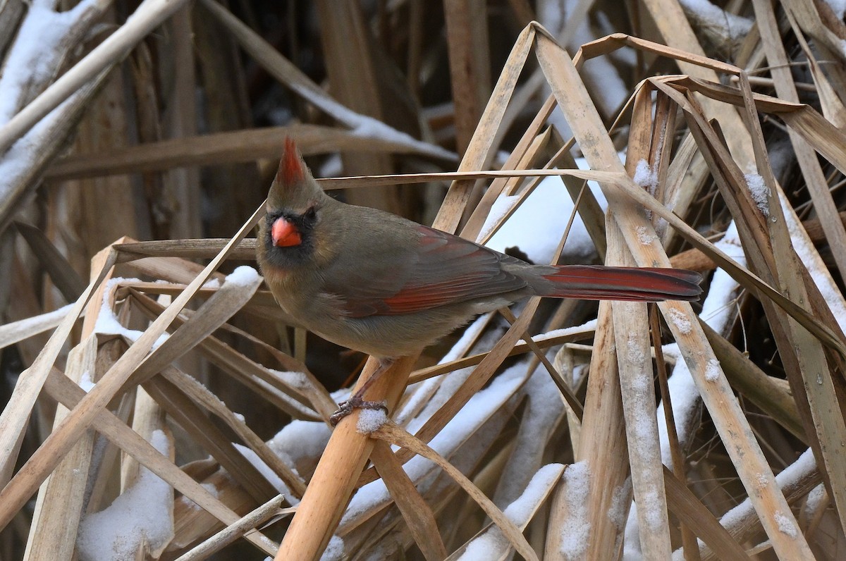 Northern Cardinal - ML647825658