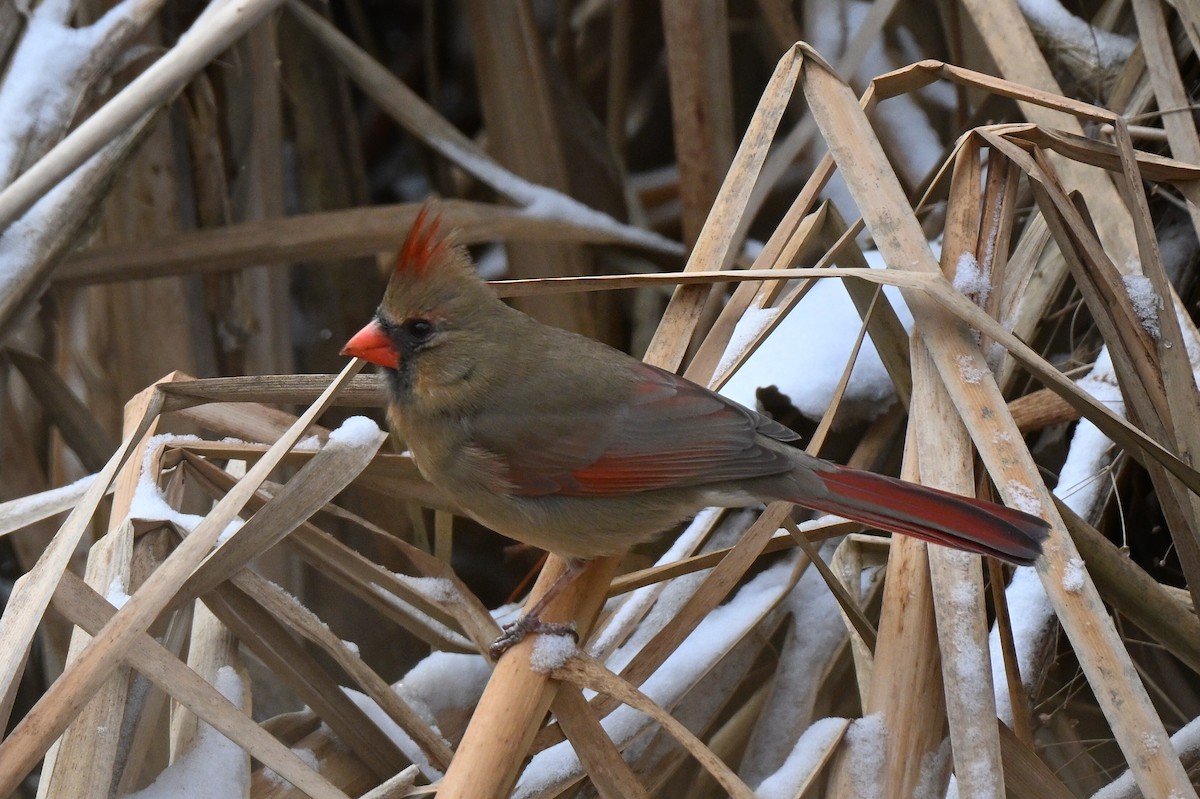 Northern Cardinal - ML647825662