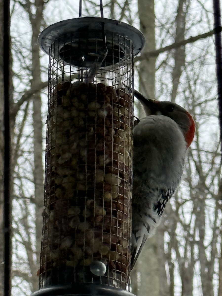 Red-bellied Woodpecker - ML647825663