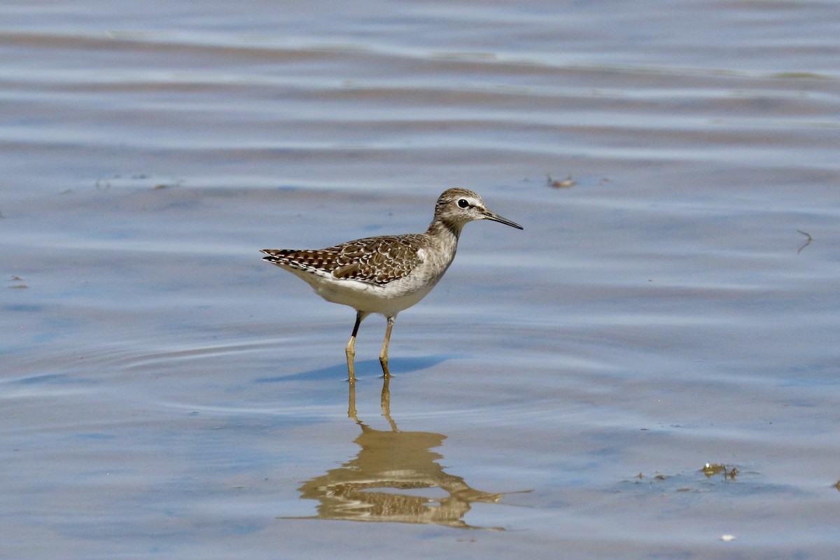 vodouš bahenní - ML647825671